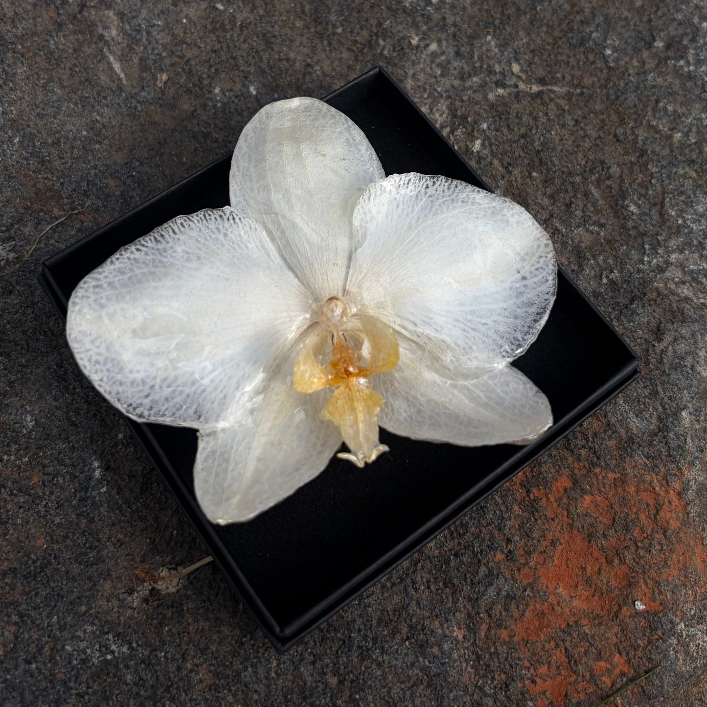 Orchidejos sagė