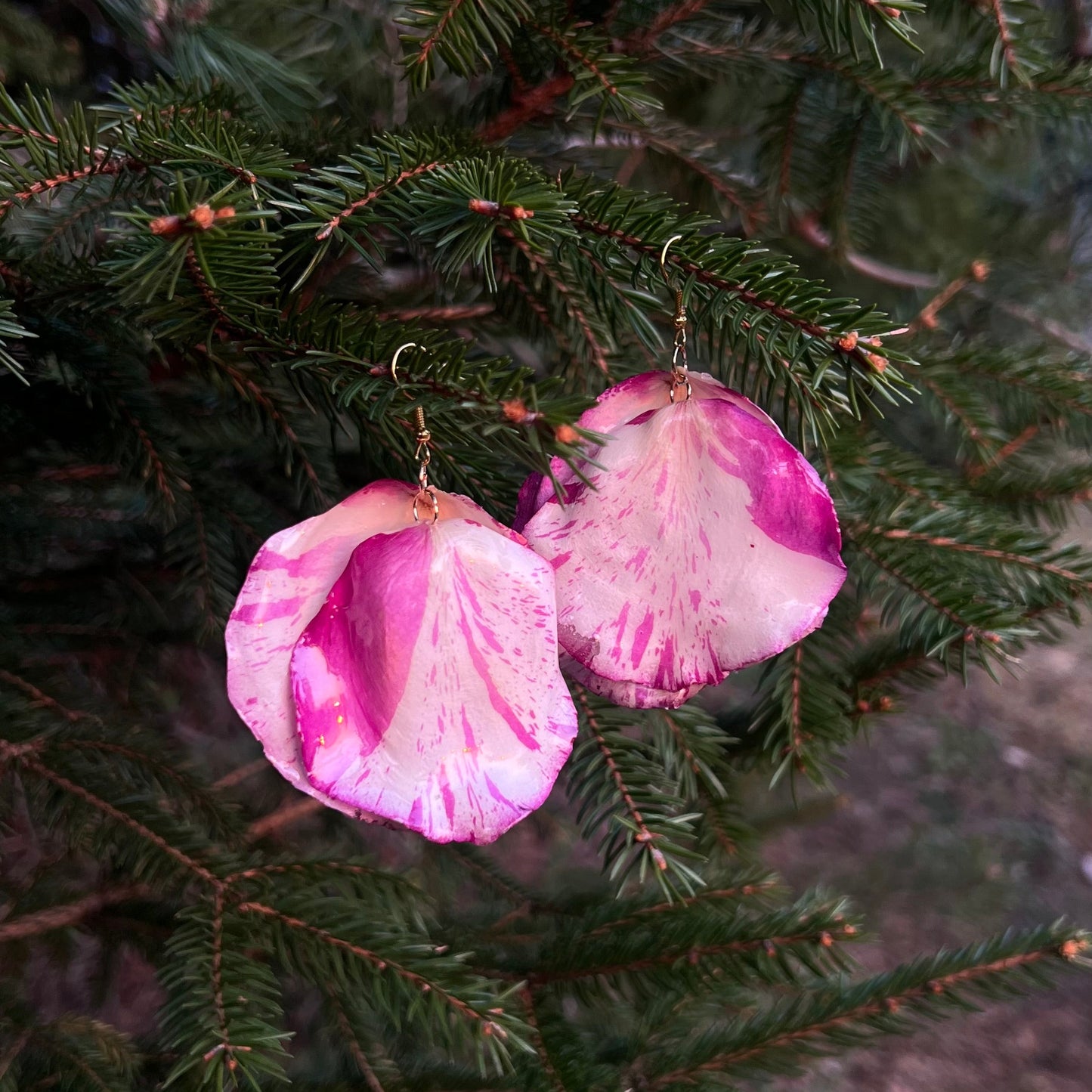 Variegated rose petals