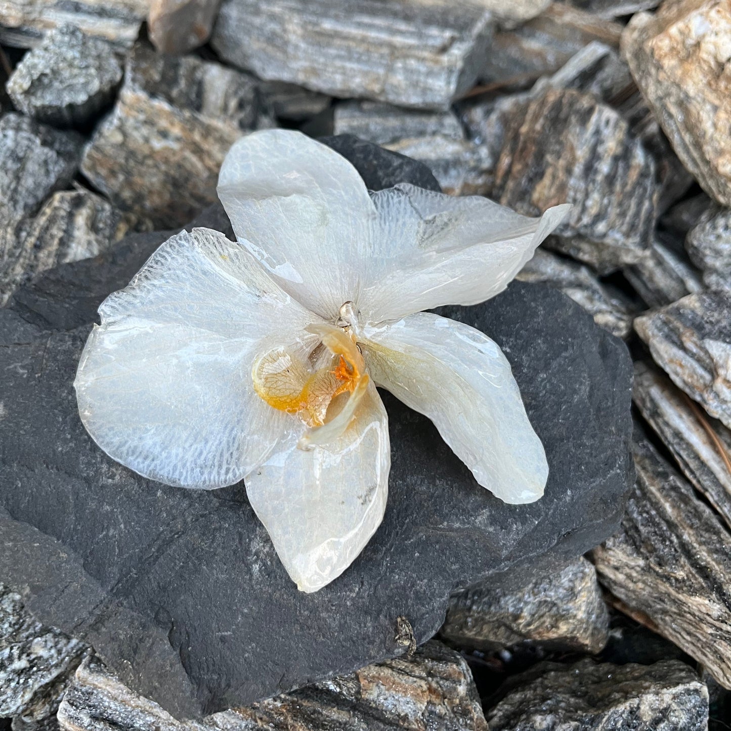 Orchidėjos žiedo sagė