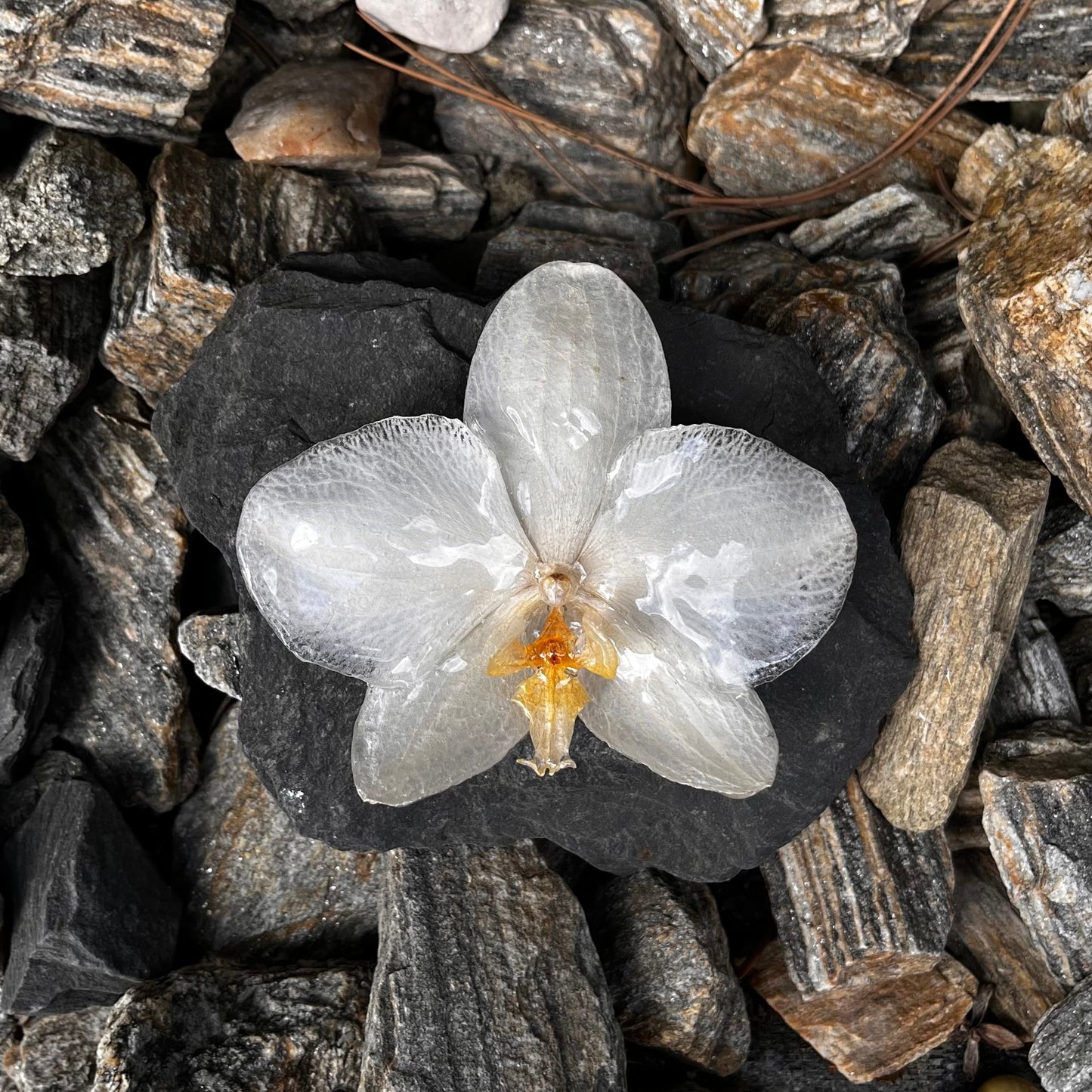 Orchidejos sagė