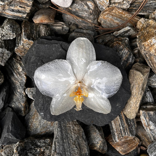 Orchidejos sagė