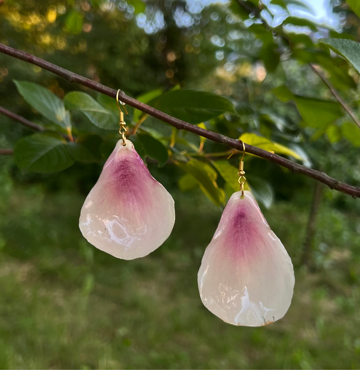 Rausvi bijūnų žiedlapiai