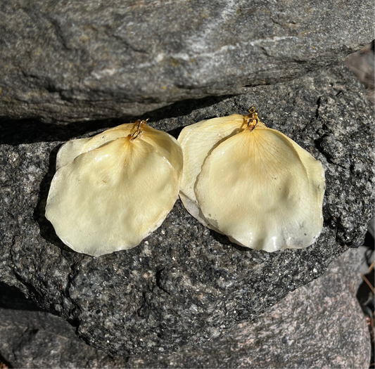 White rose petals