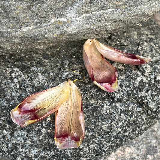Pink tulip flowers