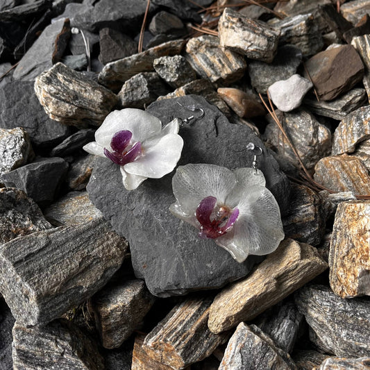 Orchidėjos