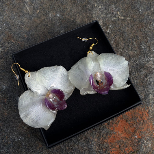 Orchidėjos