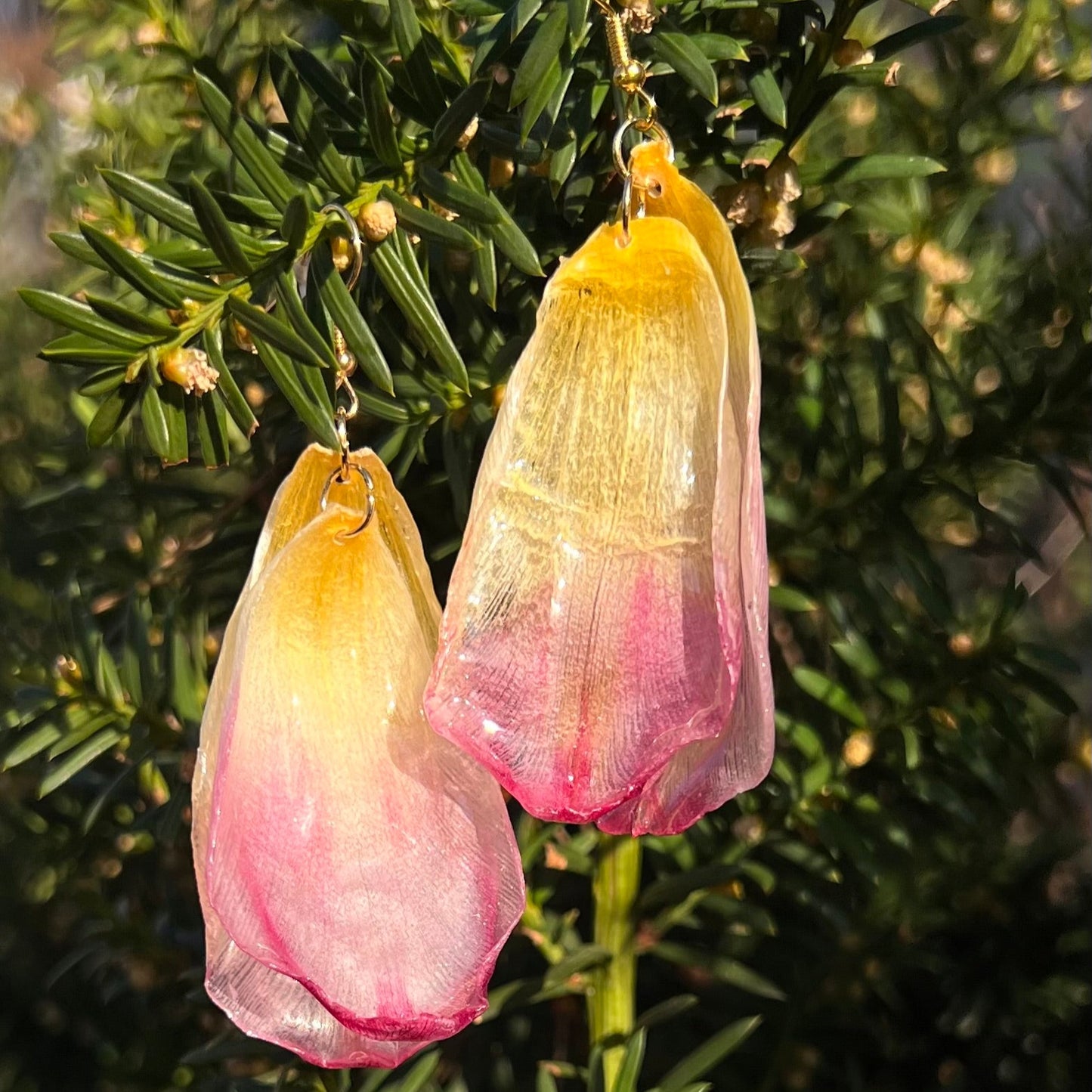 Pinkish-yellow tulips
