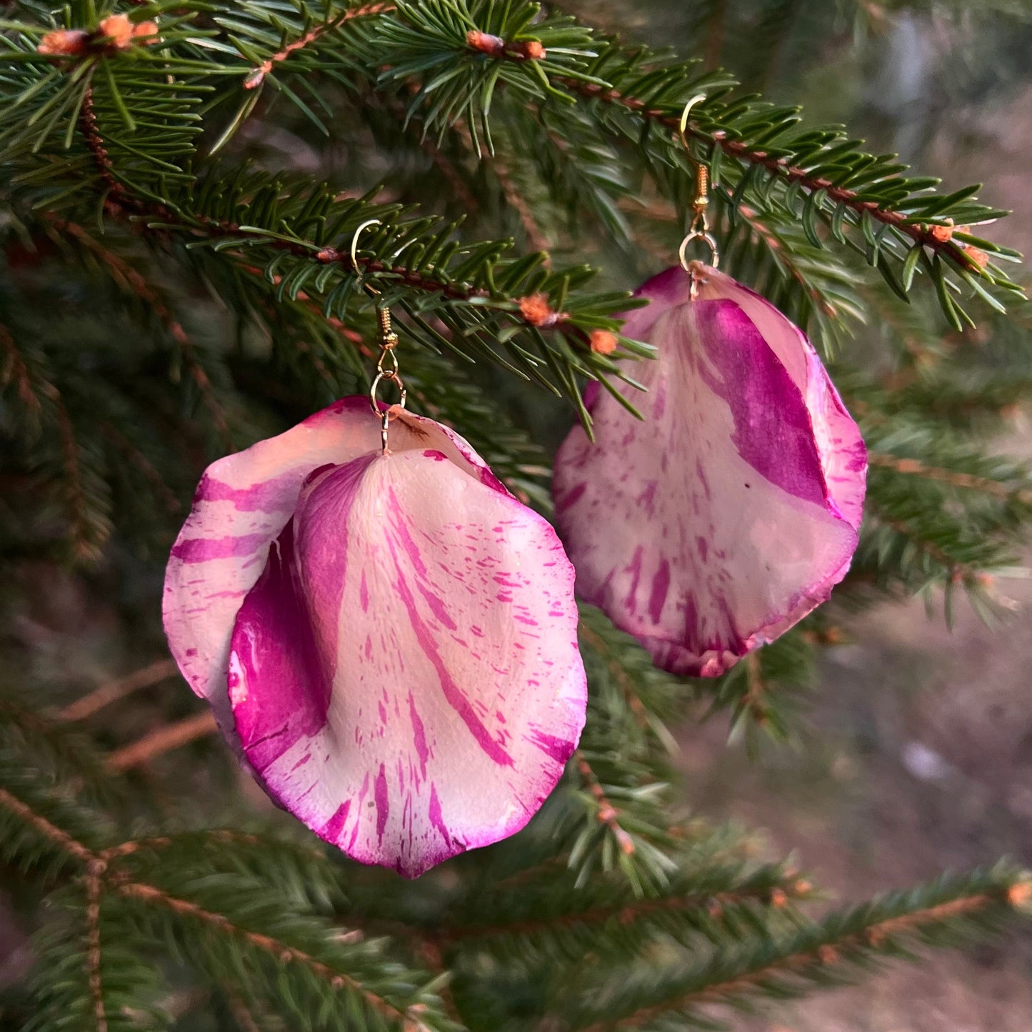 Variegated rose petals
