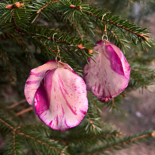 Variegated rose petals